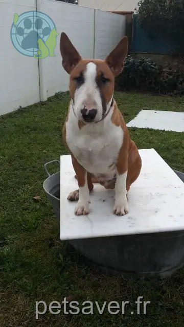 Hund reunited 31120 Portet-sur-Garonne Hélios