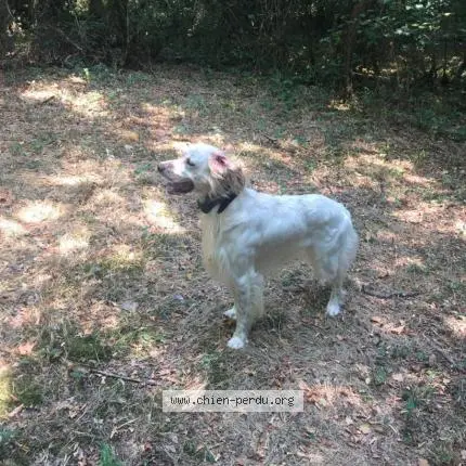 chien reunited   31180 Lapeyrouse-Fossat Lascar