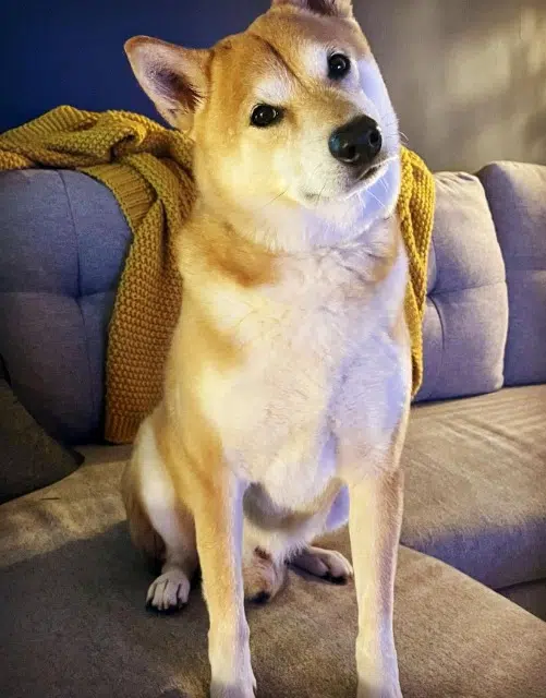 chien reunited   31840 Aussonne Leo