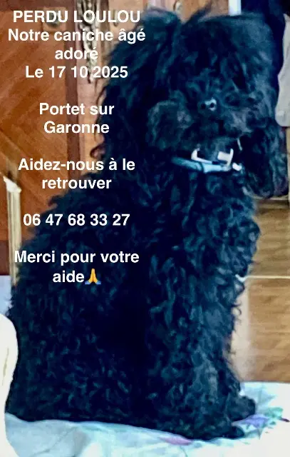 chien reunited   31120 Portet-sur-Garonne Loulou