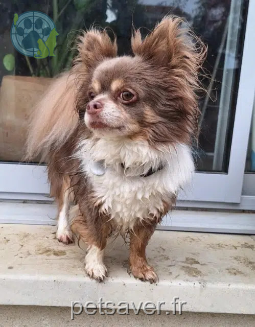 chien reunited   31830 Plaisance-du-Touch Malko