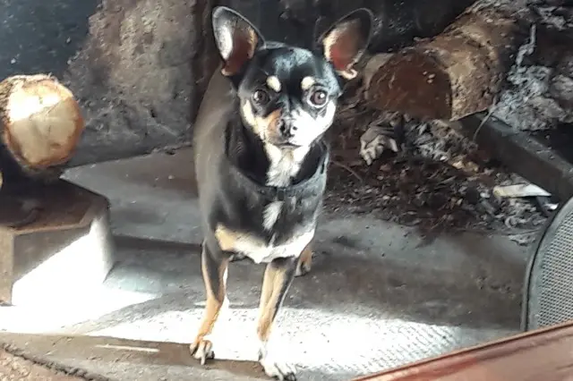 chien reunited   31130 Balma Milord