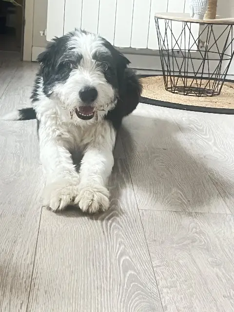 chien reunited   31140 Pechbonnieu Nelson