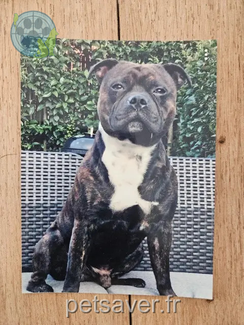 chien reunited 31240 Saint-Jean Omer