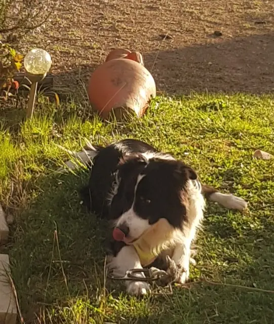 chien reunited   31340 Mirepoix-sur-Tarn Peps