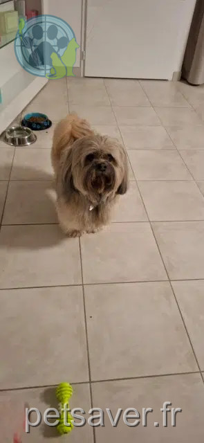chien reunited 31320 Péchabou Phoenix