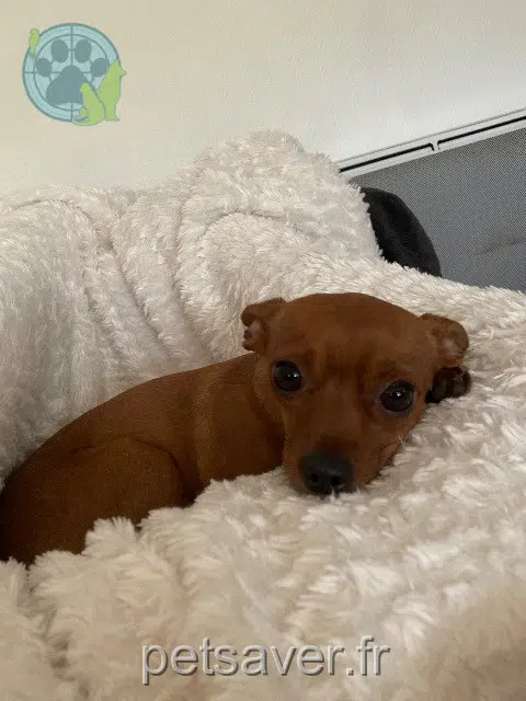 perro reunited   31620 Castelnau-d'Estrétefonds Rio