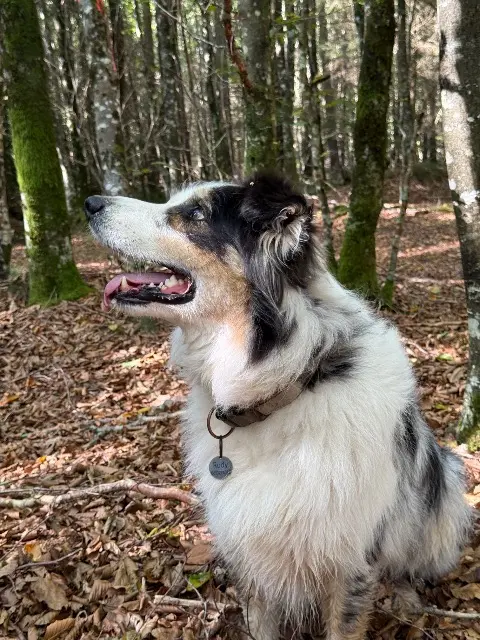 chien reunited   31130 Flourens Rudy