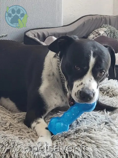 dog reunited 31210 Montréjeau Spyke