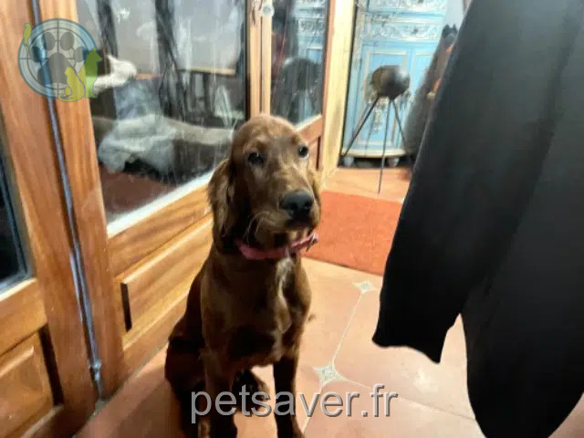 chien reunited   31510 Antichan-de-Frontignes Tintach