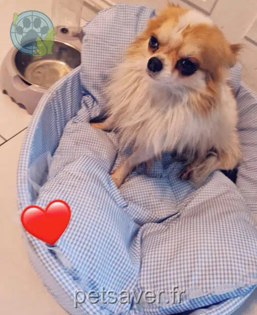 chien reunited    Toulouse Bebe