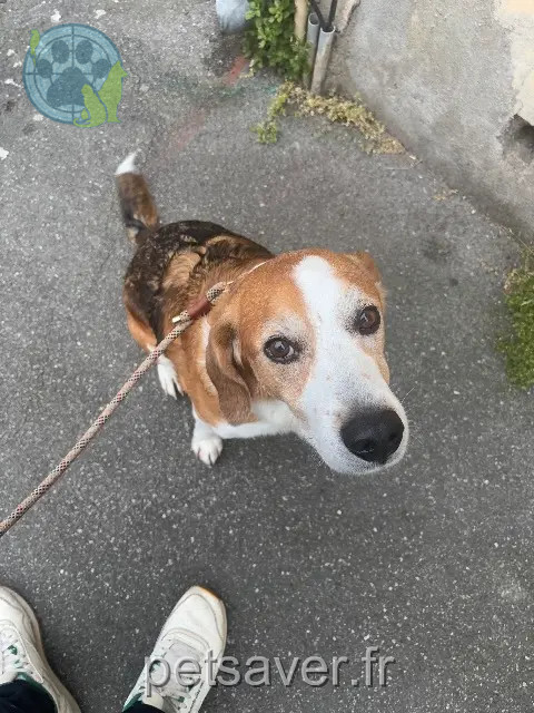 chien reunited    Toulouse Tchapo