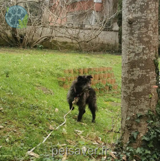 chien reunited Toulouse Walson