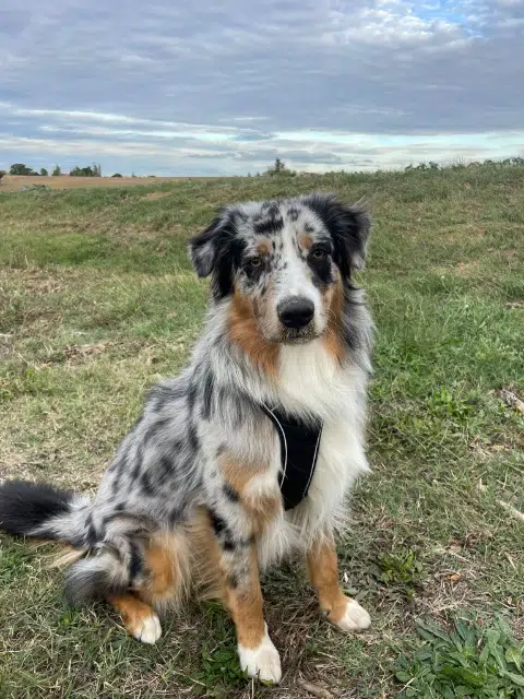 chien reunited   31180 Lapeyrouse-Fossat Tsuki