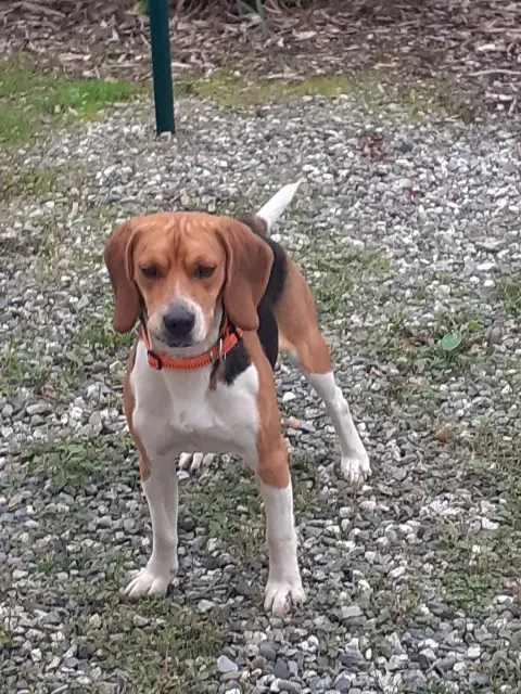 chien reunited   31600 Saubens Vinus