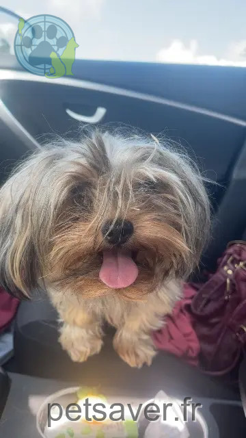 cão reunited   31660 Bessières Willo