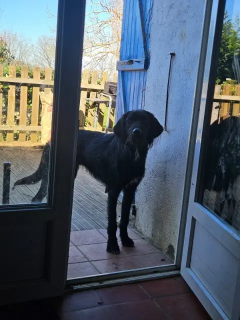 chien reunited   32400 Saint-Mont Cooper