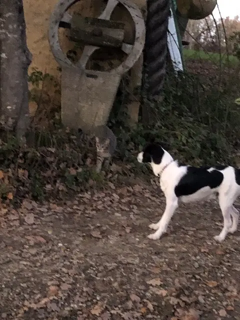 chien reunited   32810 Roquelaure Jack