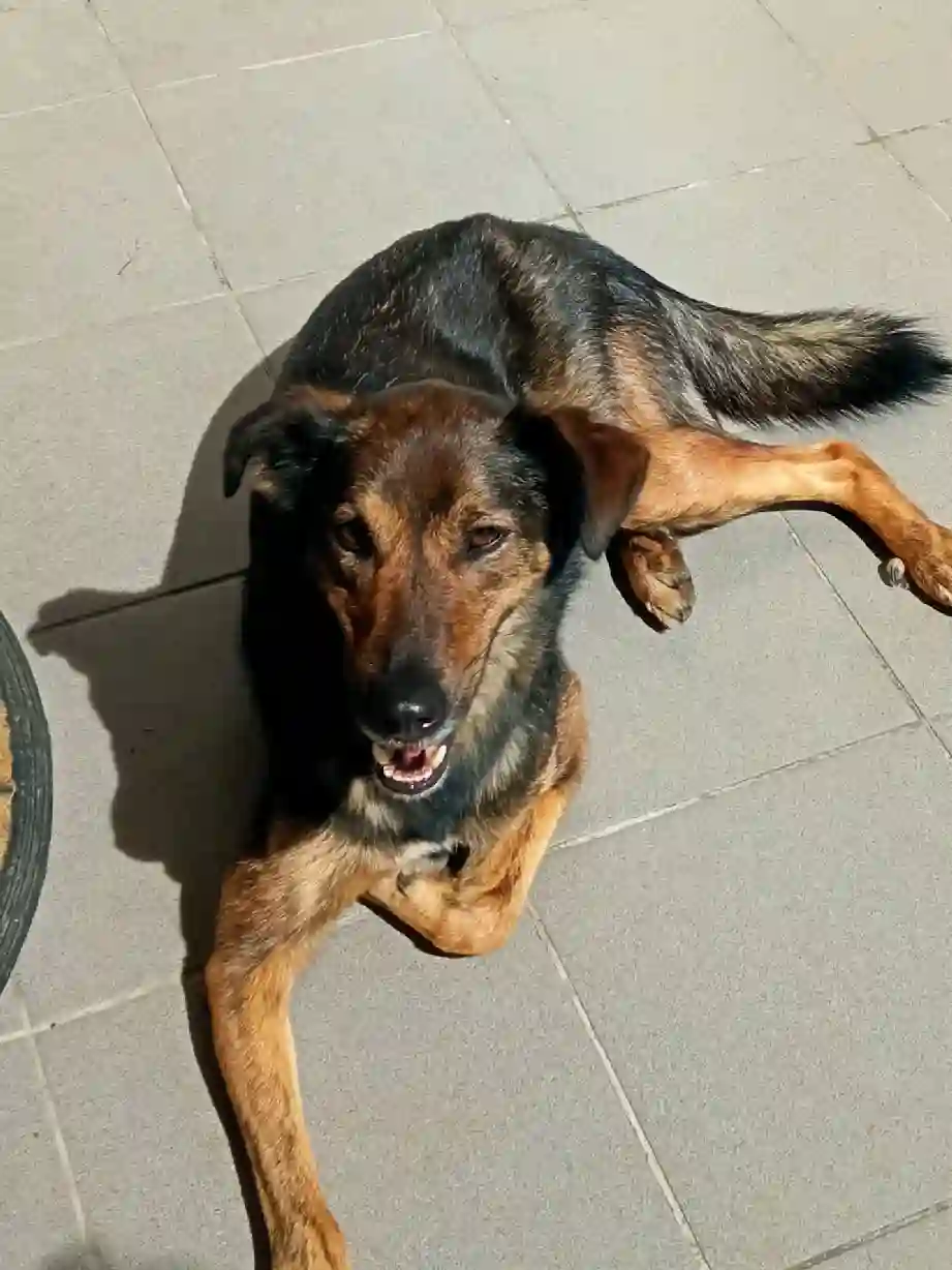 Chien Trouvé 32 Gers - Odan Chien Trouvé 32 Gers - Odan