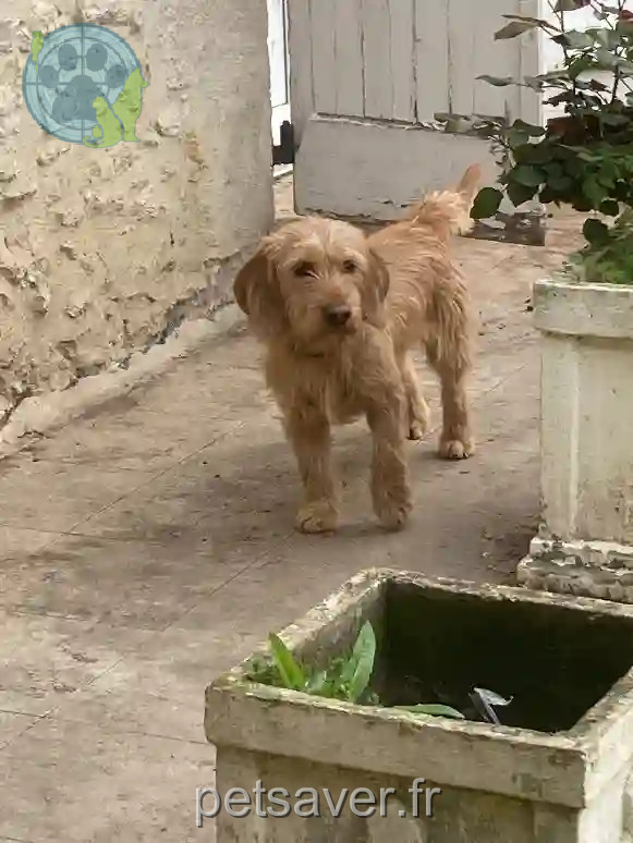 Chien Trouvé 32 Gers - Sam Chien Trouvé 32 Gers - Sam