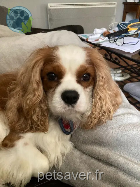 chien reunited 32810 Duran Tidoo