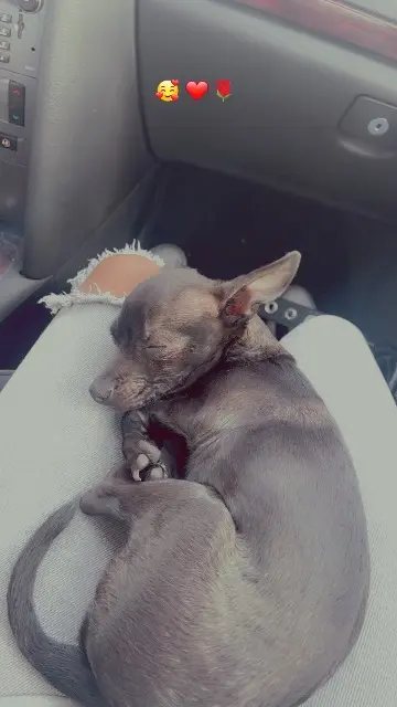 chien reunited   32130 Samatan Valerion