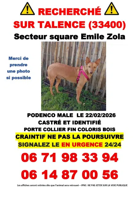 chien retrouvé 33400 Talence Aron chien reunited 33400 Talence Aron