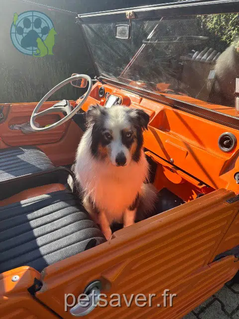 chien reunited   33470 Gujan-Mestras Bali