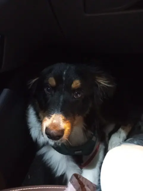 chien reunited    Bordeaux Aïko