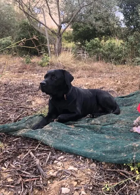 chien reunited    Bordeaux Sam