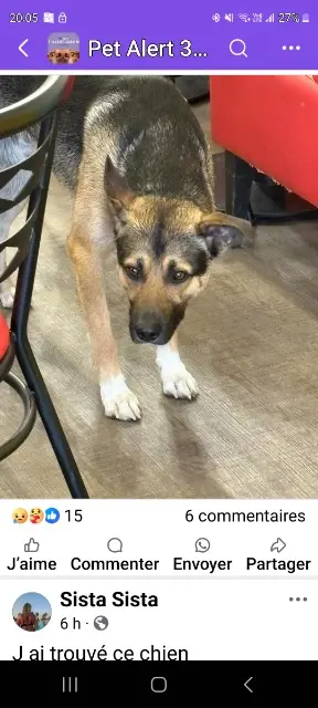 chien reunited   33360 Carignan-de-Bordeaux Buzz