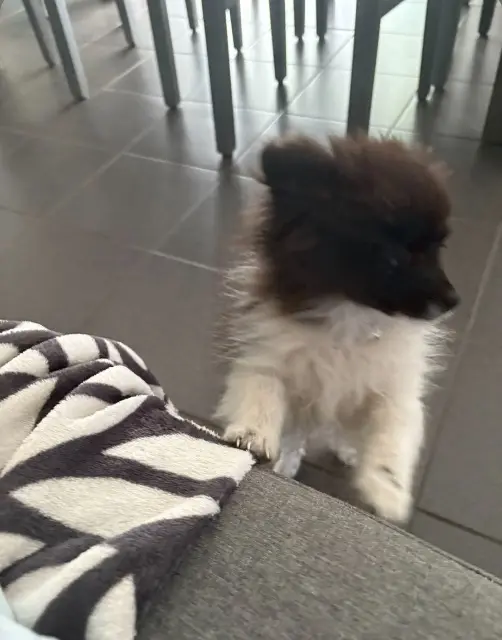 chien reunited   33290 Blanquefort Choco