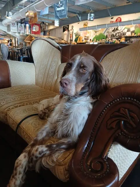 chien reunited   33460 Macau Drop