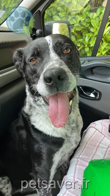 perro reunited   33610 Cestas Gecko