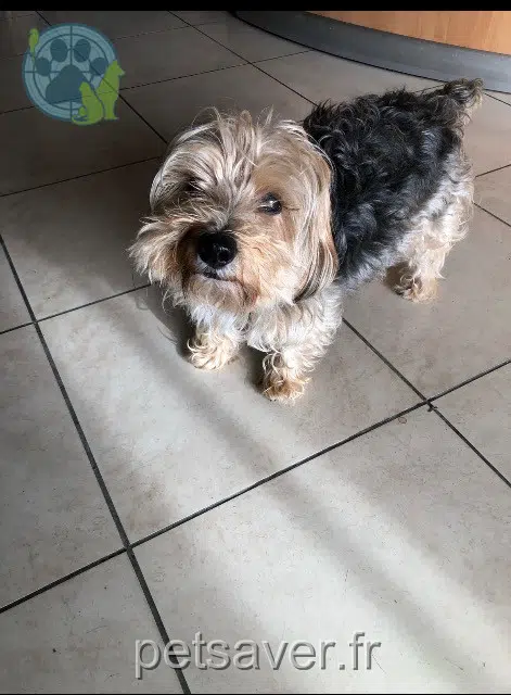 chien reunited 33290 Le Pian-Médoc Hermès