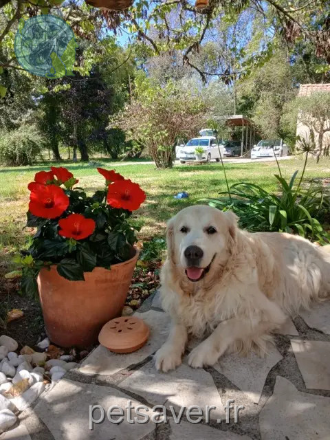cane reunited 33920 Saint-Savin Lucky