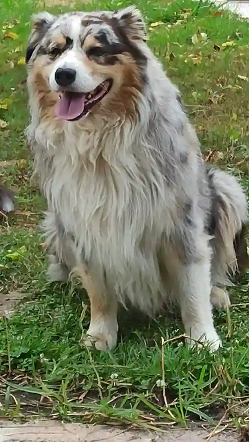 Chien Trouvé 33 Gironde - Mabrouk Chien Trouvé 33 Gironde - Mabrouk