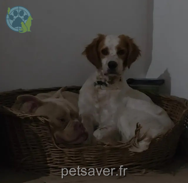 chien reunited   33180 Saint-Estèphe Marius