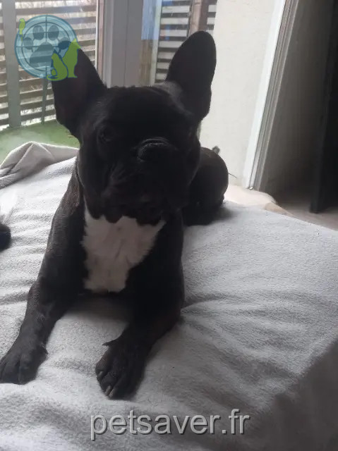 Hund reunited 33290 Parempuyre Marley