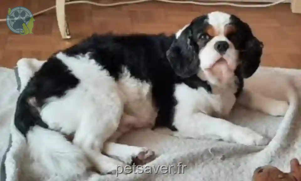 Chien Trouvé 33 Gironde - Max Chien Trouvé 33 Gironde - Max