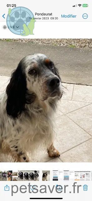 chien reunited   33190 Pondaurat Neo
