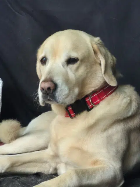 chien reunited   33440 Saint-Vincent-de-Paul Nouga