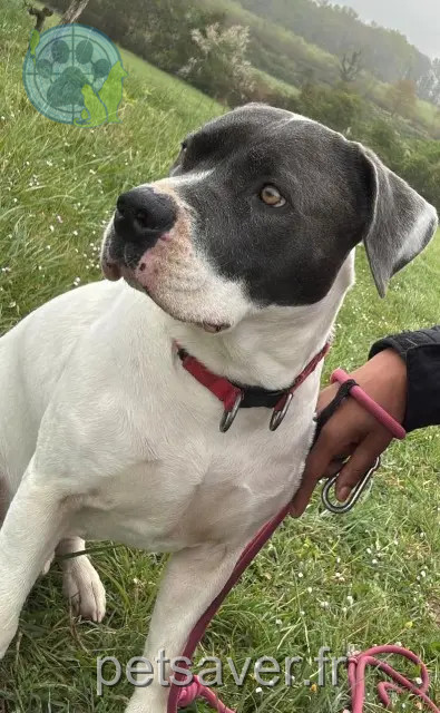hond reunited 33370 Pompignac Oby