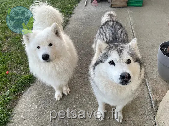 Chien Perdu 33 Gironde - Ouzo-&-oxa Chien Perdu 33 Gironde - Ouzo-&-oxa
