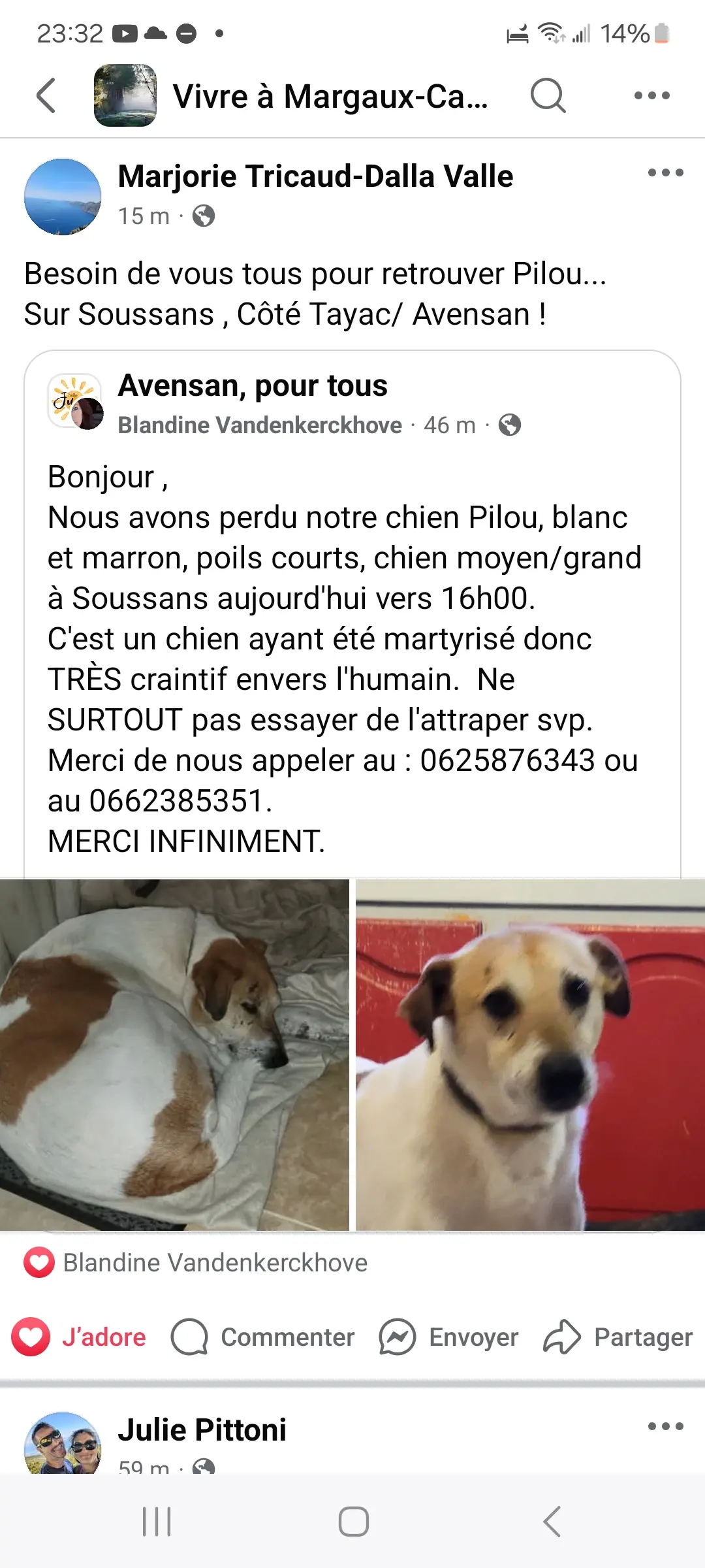chien reunited   33460 Soussans Pilou