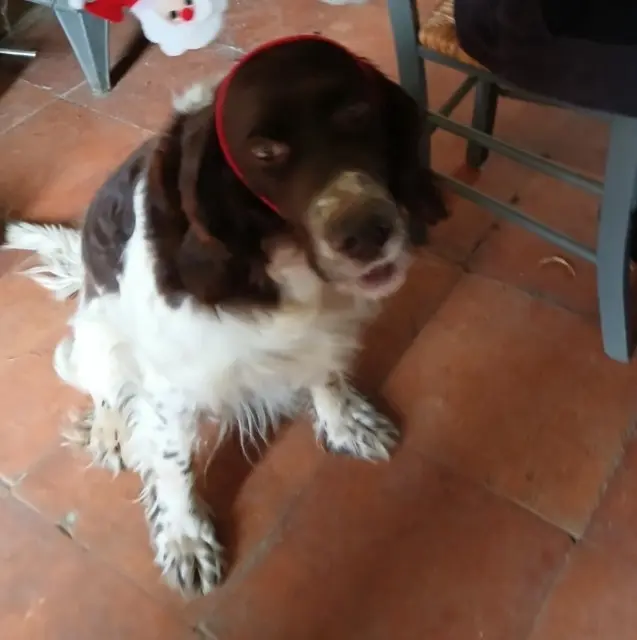 chien reunited   33760 Porte-de-Benauge Joe