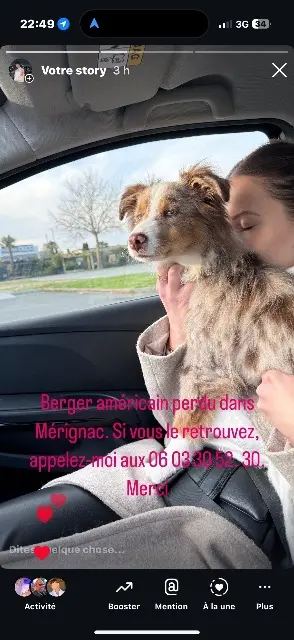 chien reunited   33700 Mérignac Romeo