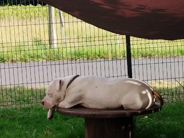 chien reunited   33230 Maransin Rox