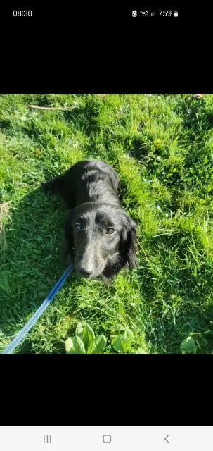 chien reunited   33310 Lormont SNOOPY