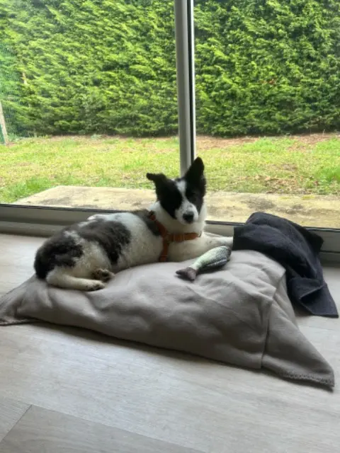 chien reunited   33700 Mérignac Sparky